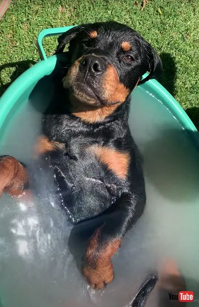 お風呂でくつろぐワンコ