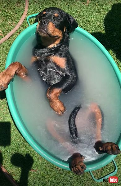 お風呂でくつろぐワンコ