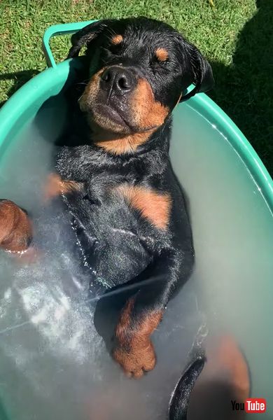 お風呂でくつろぐワンコ