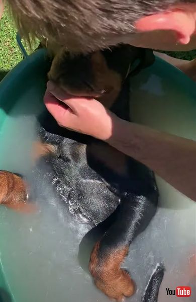 お風呂でくつろぐワンコ