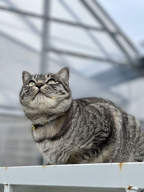 軽トラの上で上空を見るコタローくん