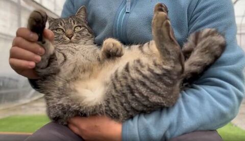 飼い主さんにお手てをもたれるコタローくん