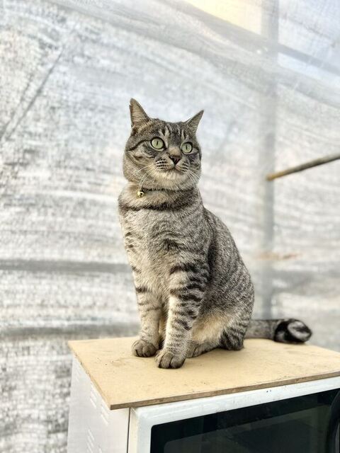 お座りして遠くを見るコタローくん