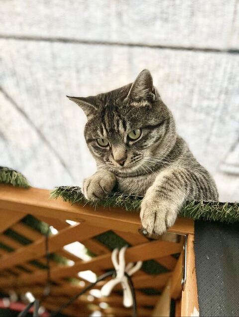 下を見下ろすコタローくん