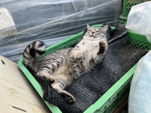 カゴの中に寝そべるコタローくん