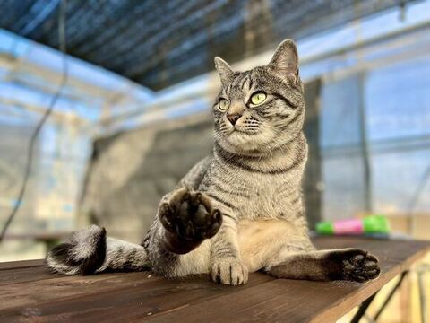 おやじ座りをするコタローくん