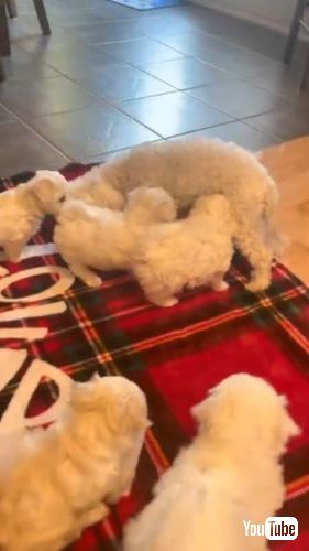 おっぱい飲みたい子犬たち