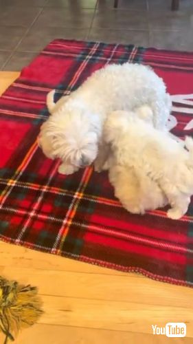 子犬をけん制する母犬