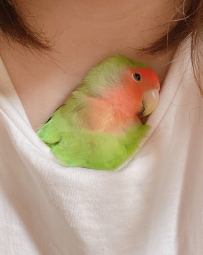 首元で眠るよもぎちゃんのアップ