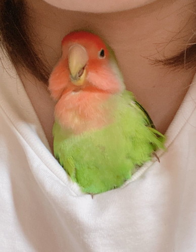 首元で眠るよもぎちゃん