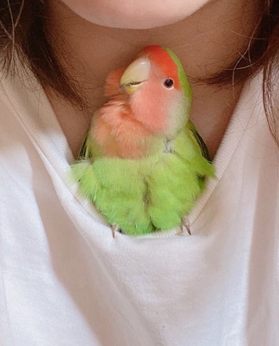 首をかしげるコザクラインコ