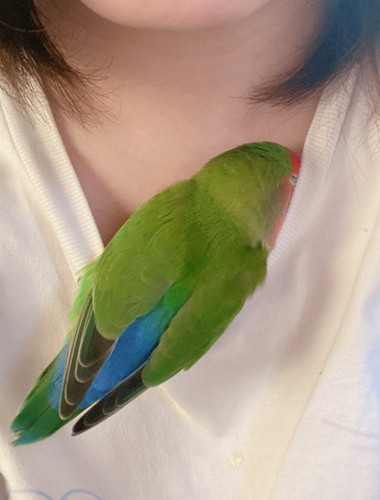 顔をつっこむコザクラインコ