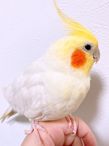 インコのみるくちゃん