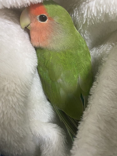 コザクラインコのぱっちりおめめ