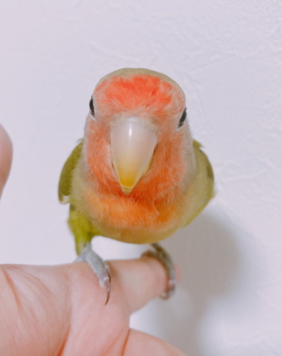 羽毛やくちばしの色が変わっていくコザクラインコ