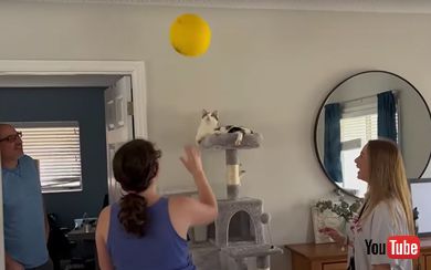 猫に風船を投げる飼い主