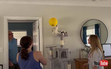 両前足でうける猫