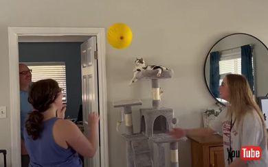 風船バレーをする猫