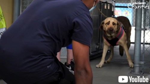 臆病な犬が甘えん坊に
