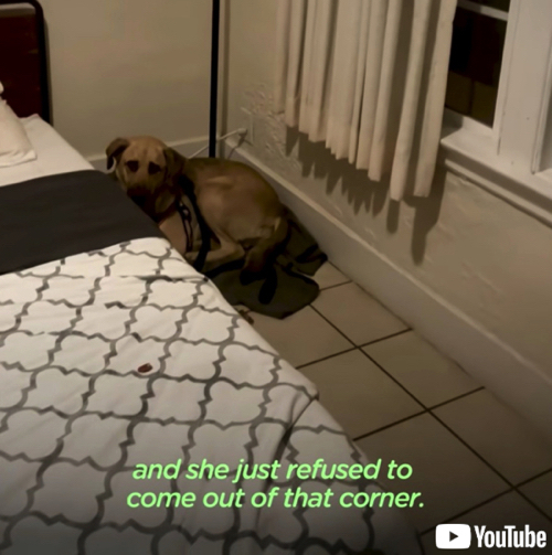 臆病な犬が甘えん坊に