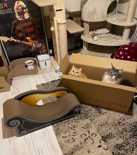 段ボール箱を選んだ猫