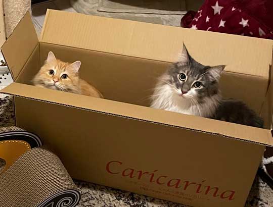 段ボール箱に入る猫たち