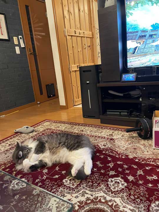 猫 選ぶ 誕生日 プレゼント カリカリーナ ダンボール箱 そっちでいいんだな