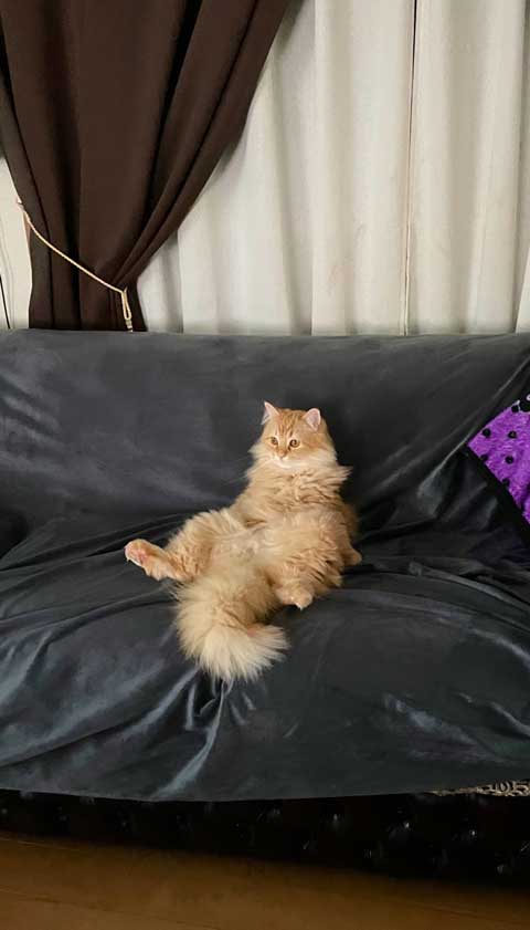 猫 選ぶ 誕生日 プレゼント カリカリーナ ダンボール箱 そっちでいいんだな