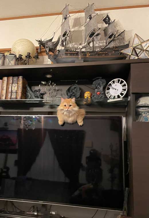 猫 選ぶ 誕生日 プレゼント カリカリーナ ダンボール箱 そっちでいいんだな