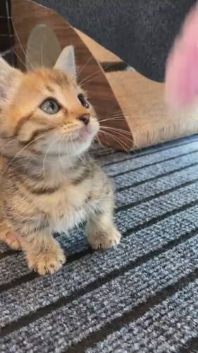 猫じゃらしを見つめ