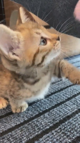 次こそはと気合を入れ