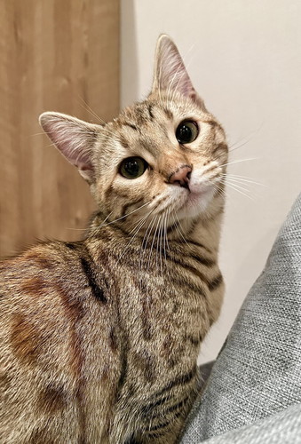 生後7カ月のせぎもちゃん