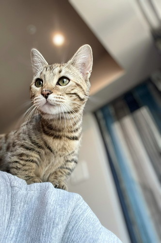 肩乗りせぎもちゃん