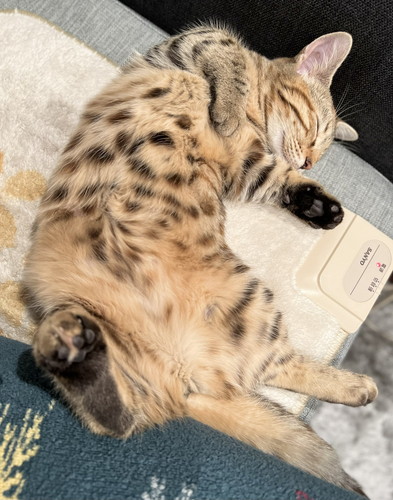 寝ているせぎもちゃん