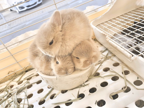 うさぎの詰め合わせ
