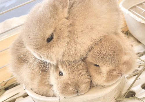 むぎゅぎゅっとなるうさぎさんたち