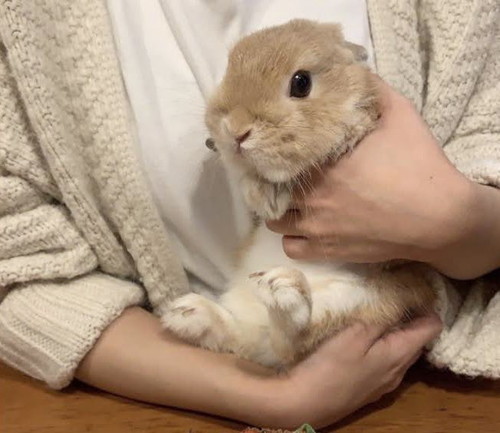 瞳がつぶらなモカちゃん