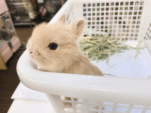 子どもの頃のモカちゃん