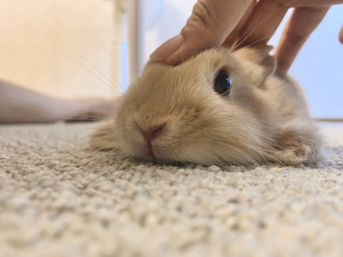 ぺたんこになるモカちゃん