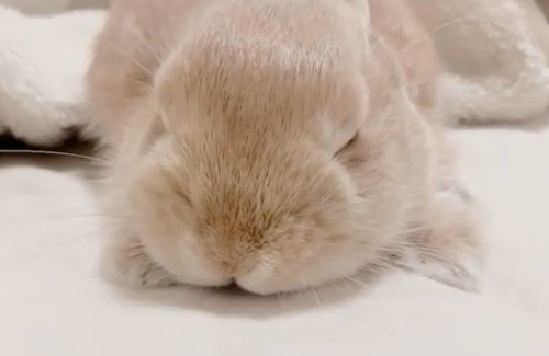 眠るモカちゃん