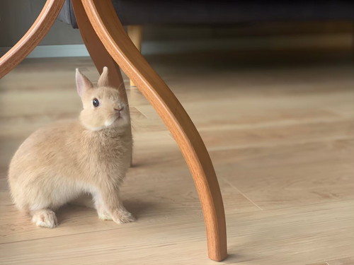 おやつに気付くモカちゃん