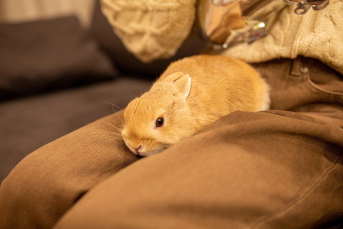 定位置にいるモカちゃん