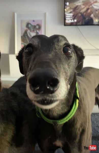 昼食がうらやましいワンコの画像