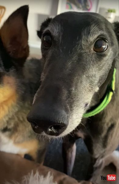 歯をカチカチするワンコ