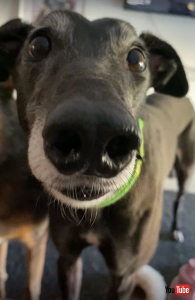 食べたい気持ちが強いワンコ