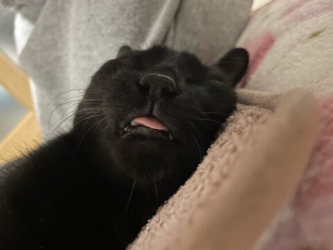 舌を出して寝るうにくん