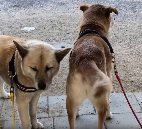 尻尾が当たって目がショボショボするこてつさん