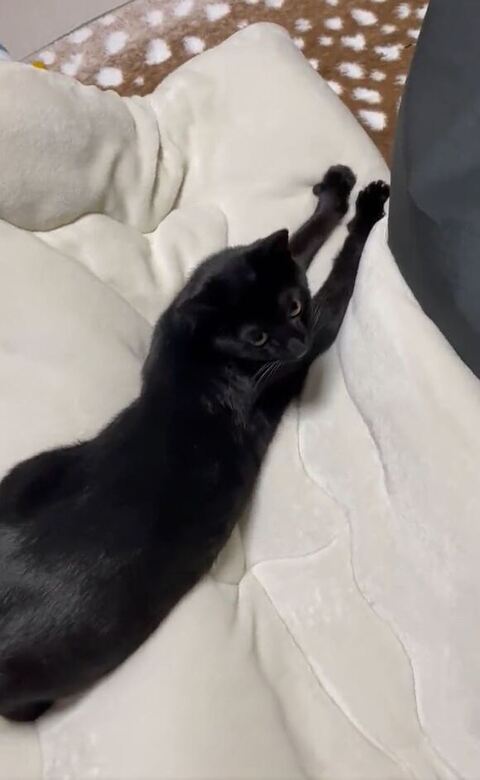 もみもみしながら飼い主さんを見るうにくん