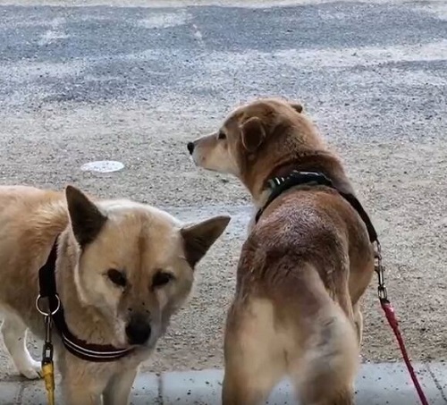カメラを見つめるこてつさんと後ろを向くなむさん