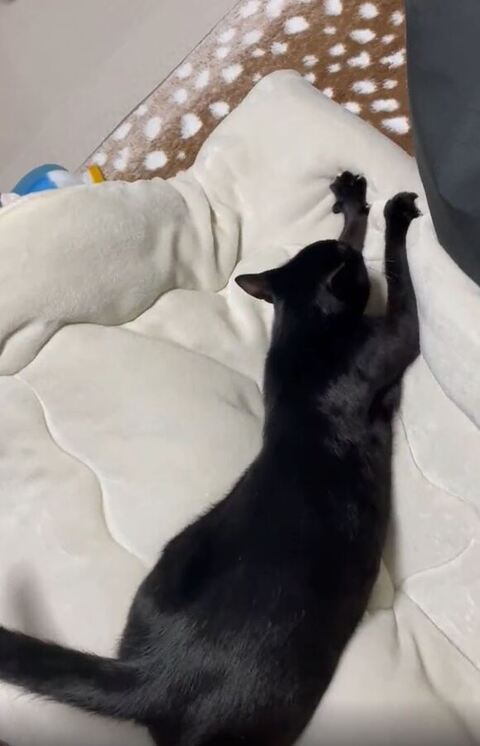 もみもみに集中するうにくん